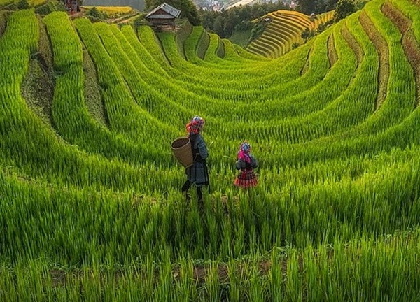 Khoảnh khắc Việt Nam đẹp như "nàng thơ" khiến khách Tây muốn đặt vé đi luôn