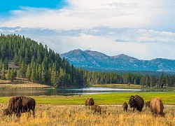 Lạc lối ở Yellowstone