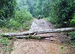 Cây rừng gãy đổ làm mẹ con thương vong tại Lâm Đồng