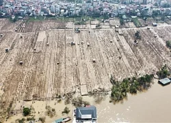 Nỗ lực 'hồi sinh' vùng trồng đào Nhật Tân sau bão lũ