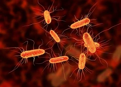 480 người ở Ai Cập mắc bệnh đường ruột do vi khuẩn E.coli