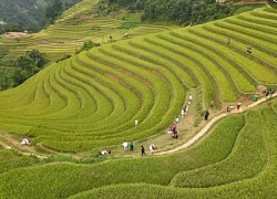 Bức tranh mùa lúa chín tại 'võng lúa' Sáng Nhù