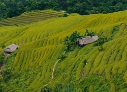 Mùa lúa 'vẹn nguyên' sau bão, cảnh đẹp như tranh mời gọi khách trở lại Hà Giang