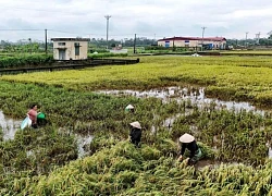 Người dân Hà Nội "mót" từng cọng lúa chìm trong nước, nhiều nhà mất trắng