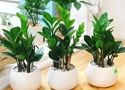 Tổ Tiên dạy: "4 cây cảnh "mạ vàng, dát bạc", chủ nhà trồng được thì thóc lúa đầy bồ, tiền về chật két'