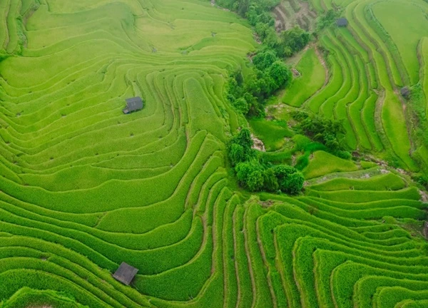 Hoàng Su Phì: Thiên đường ruộng bậc thang giữa lòng Tây Bắc