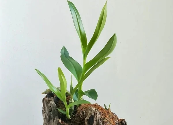 Vợ tôi có biệt tài trồng giâm cành bằng phương pháp thủy canh và cô ấy có thể kiếm sống bằng nghề này