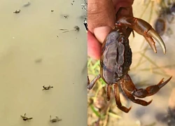 Xôn xao cảnh tượng cua "nhảy múa" thành đàn trên mặt nước, có phải điềm lành?