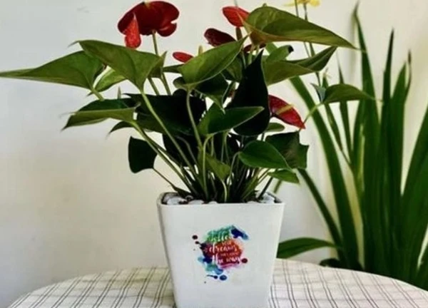 Ý nghĩa phong thủy đặc biệt của cây hồng môn? Những con giáp mệnh này trồng cây hồng môn là vượng phát