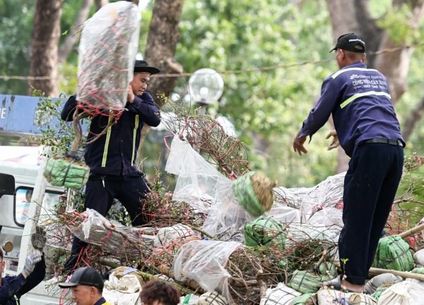 Ngậm ngùi vứt bỏ hoa Tết chiều cuối năm