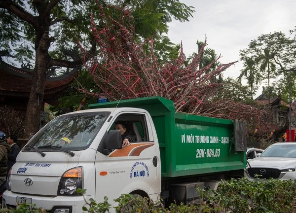 Xe rác thu gom hàng tấn đào ế ở Hà Nội trưa 29 Tết