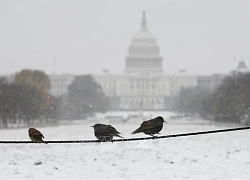 Thủ đô Washington ban bố tình trạng khẩn cấp do tuyết rơi