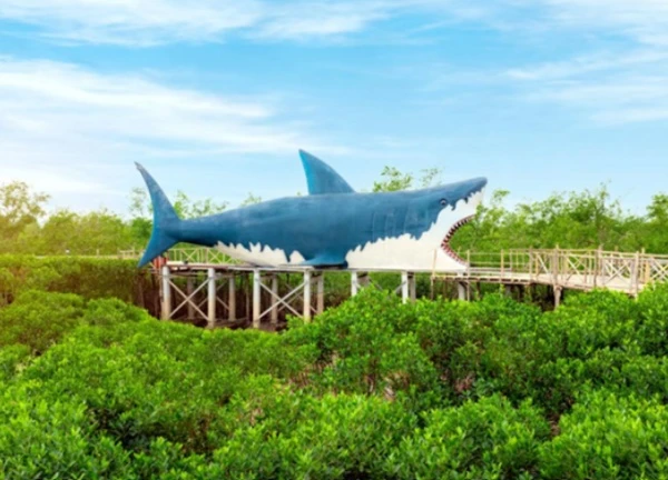 Rừng ngập mặn Dragon Mangrove Forest: Hành trình khám phá thiên nhiên độc đáo