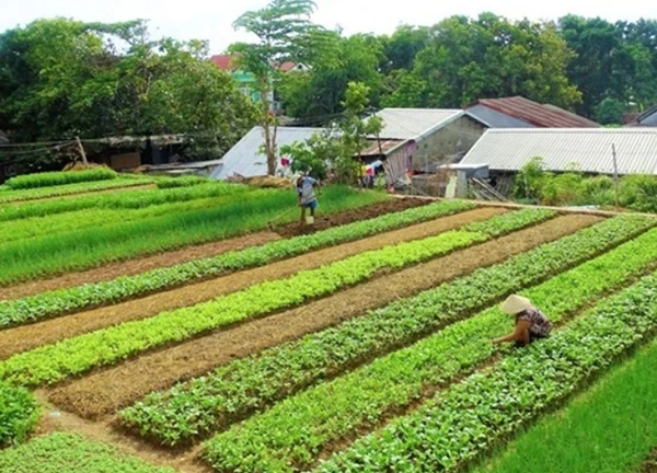 Làng rau Trà Quế: Nét đẹp xanh giữa lòng Hội An