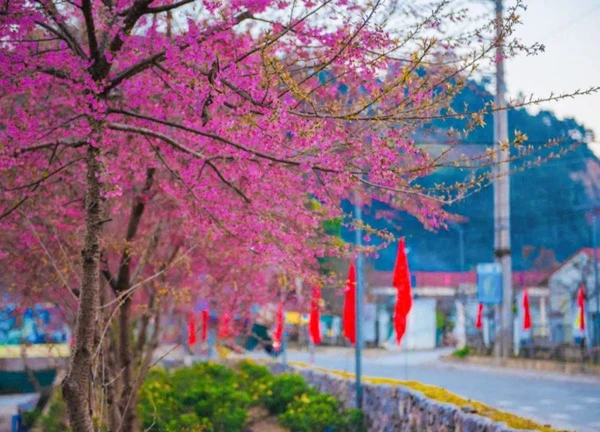 Lên Lũng Cú, Ma Lé ngắm mai anh đào khoe sắc