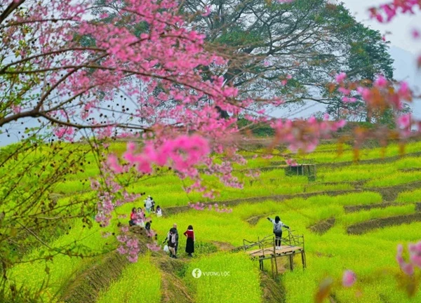 Cải vàng, mai anh đào khoe sắc ở đồi hoa xóm Mừng, Hòa Bình