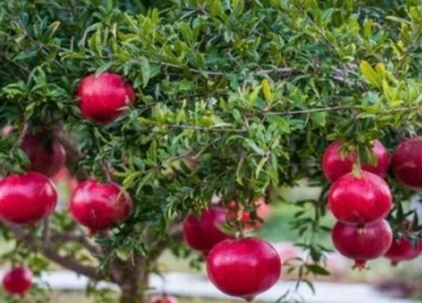 Dù giàu hay nghèo cũng nên có 1 cây lựu trước nhà: Chúng có ý nghĩa phong thủy cực kỳ mạnh