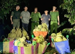 Lái ô tô 7 chỗ đi trộm nửa tấn sầu riêng