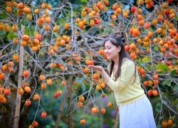 Mùa hồng chín đỏ trên triền đồi Măng Đen