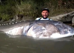 Người đàn ông câu được con cá tầm "khổng lồ" nặng hơn 250kg