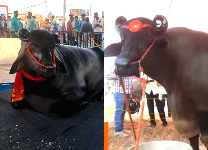 Con trâu màu đen khổng lồ có giá 90 tỷ đồng