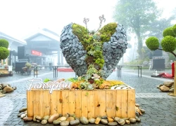 Du khách Tây thích thú săn mây, check in hoa Sen đá trên đỉnh Fansipan