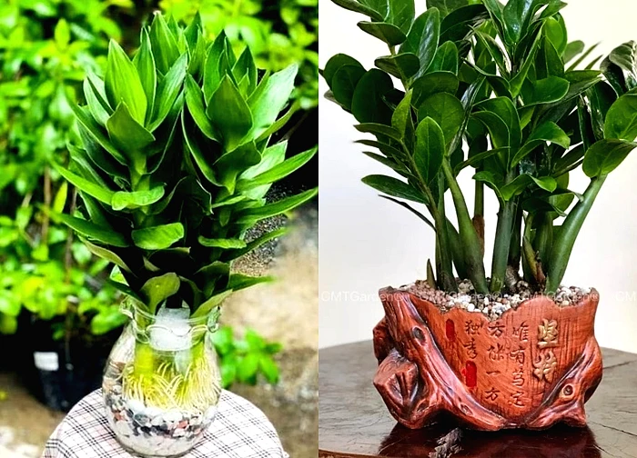 Nhà giàu thích trồng 5 cây này: Hút lộc như vòi rồng, con cháu cũng thơm lây