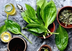 Uống nước mã đề có tác dụng gì?