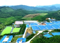 Vụ dân dựng lều phản đối trại lợn ở Thanh Hóa: Ngừng nuôi mới, xử lý ngay ô nhiễm