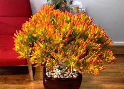 Ban công nhà giàu thường đặt 3 cây này để trấn giữ của cải, còn tốt cho sức khỏe chủ nhân