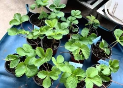 Ban công nhỏ đỏ rực dâu tây như đèn lồng Tết: Người phụ nữ 58 tuổi trồng kiểu gì mà ai cũng xin bí quyết?