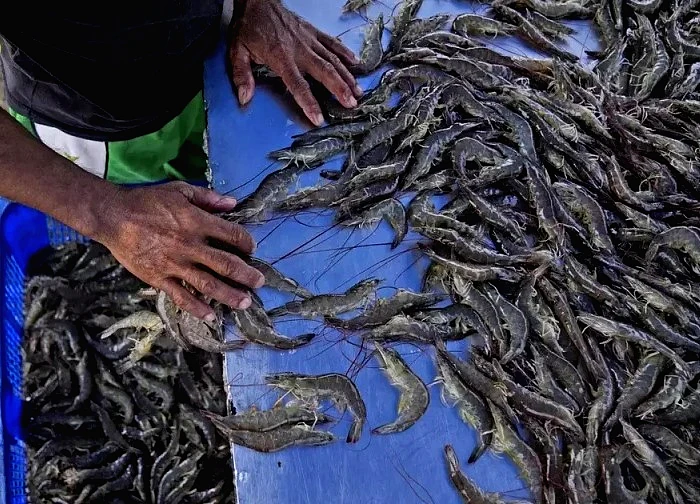 Cú sốc 'tôm nhiễm phóng xạ' đe dọa hàng triệu sinh kế tại Indonesia