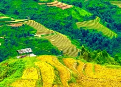 Rực rỡ, bát ngát ruộng bậc thang ở Xím Vàng