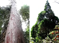 Báu vật rừng Việt Nam, loại gỗ chỉ Việt Nam và Trung Quốc có, giá trị &#8220;khủng&#8221;