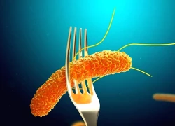 Dấu hiệu cảnh báo nhiễm Salmonella