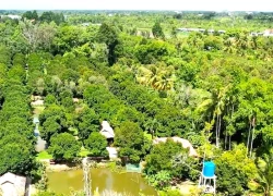 Du khách thích thú thăm cây măng cụt hơn 100 năm tuổi ở Cần Thơ