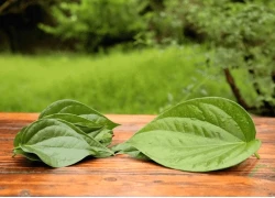 Lá trầu không: Ăn sống thì lành, nấu chín có thể gây độc
