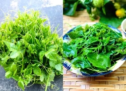 Rau đặc sản mọc tua tủa ở miền Bắc, ăn giòn ngon như ngọn bí, đặc biệt tốt cho người bị mất ngủ