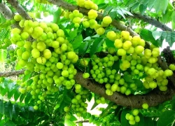Loại quả hay mọc chi chít đầy vườn, là 'vị thuốc quý' lại thường bị ngó lơ