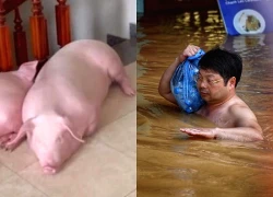 Đàn lợn gần 20 con ở Thái Nguyên nằm la liệt trên tầng 2 tránh chết đuối