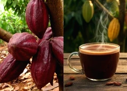 Loại hạt Việt Nam trồng nhiều là 'thần dược' chống lão hóa