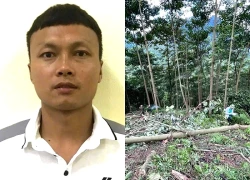 Khởi tố nam thanh niên cắt cây xanh gây chết người