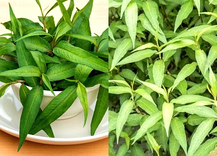 Rau răm: Gia vị quen thuộc nhưng không phải ai cũng nên ăn