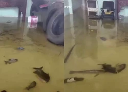 Đàn cá bơi trong nhà giữa mùa lũ, gia chủ ở Bắc Ninh tiết lộ lý do bất ngờ