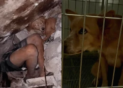 Chó xông vào nguy hiểm cứu gia đình chủ trong động đất ở Philippines