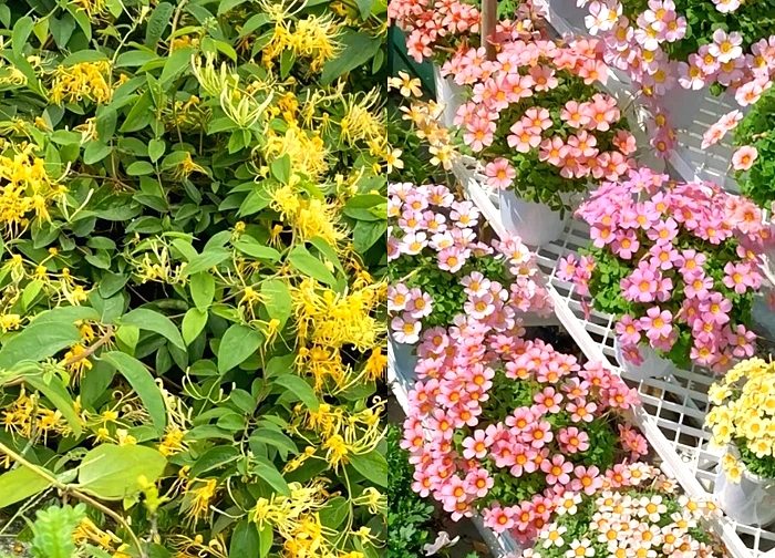 Đừng trồng 8 loại cây này trong nhà - tưởng đẹp mà hóa rước họa, ai từng trồng đều phải "hối hận muốn khóc"!