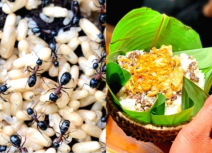 Món ăn Việt làm từ trứng côn trùng khiến nhiều người không ngờ tới, nhưng lại là "tinh hoa ẩm thực" vùng cao