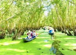 Nét đẹp hoang sơ của rừng tràm Trà Sư