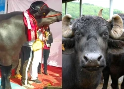 Người đàn ông sở hữu con trâu màu đen "khổng lồ", giá không dưới 65 tỷ đồng