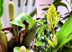 Ông bà bảo trồng 3 cây này: Hết lúa Chúa lại ban, hết tiền Tiên lại cứu